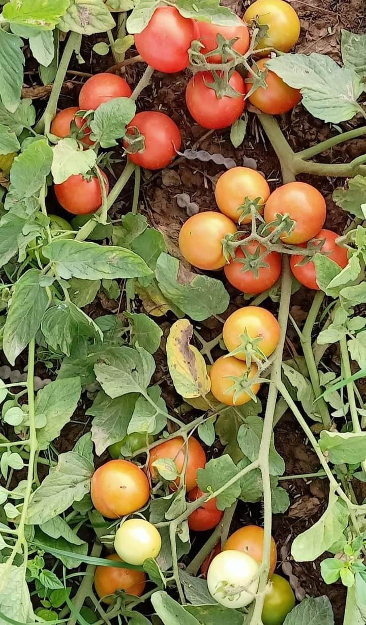 KYI-133 Hybrid F1 Heat Tolerant Tomato (Known You Seeds) - Farmers Stop