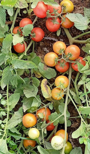 KYI-133 Hybrid F1 Heat Tolerant Tomato (Known You Seeds) - Farmers Stop