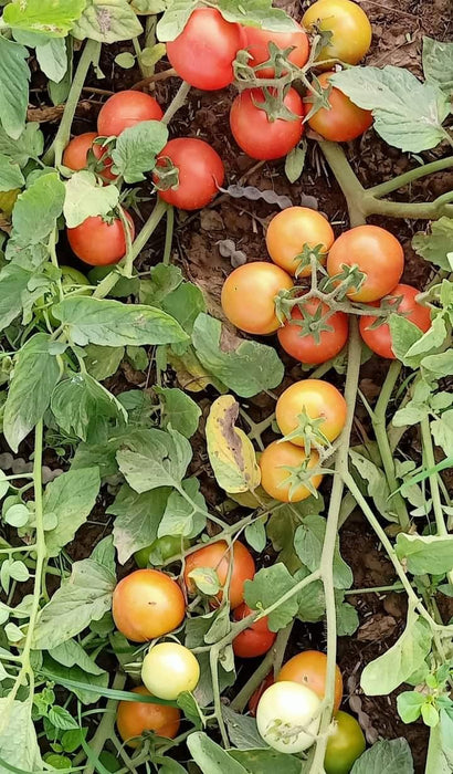 KYI-133 Hybrid F1 Heat Tolerant Tomato (Known You Seeds) - Farmers Stop