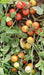 KYI-133 Hybrid F1 Heat Tolerant Tomato (Known You Seeds) - Farmers Stop