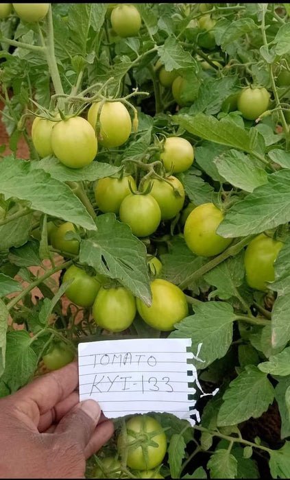 KYI-133 Hybrid F1 Heat Tolerant Tomato (Known You Seeds) - Farmers Stop