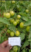 KYI-133 Hybrid F1 Heat Tolerant Tomato (Known You Seeds) - Farmers Stop