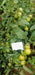 KYI-133 Hybrid F1 Heat Tolerant Tomato (Known You Seeds) - Farmers Stop