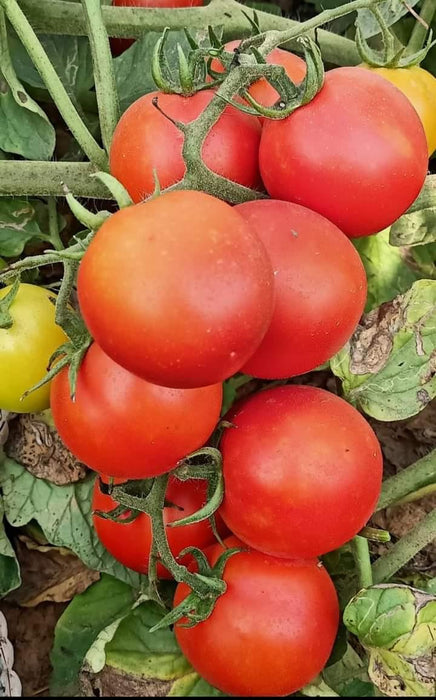 KYI-133 Hybrid F1 Heat Tolerant Tomato (Known You Seeds) - Farmers Stop