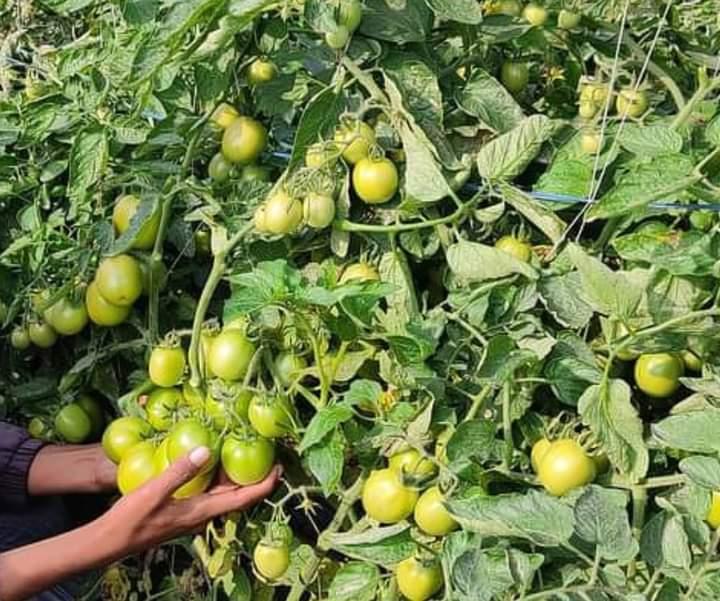 KYI-133 Hybrid F1 Heat Tolerant Tomato (Known You Seeds) - Farmers Stop