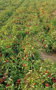 KYI-133 Hybrid F1 Heat Tolerant Tomato (Known You Seeds) - Farmers Stop
