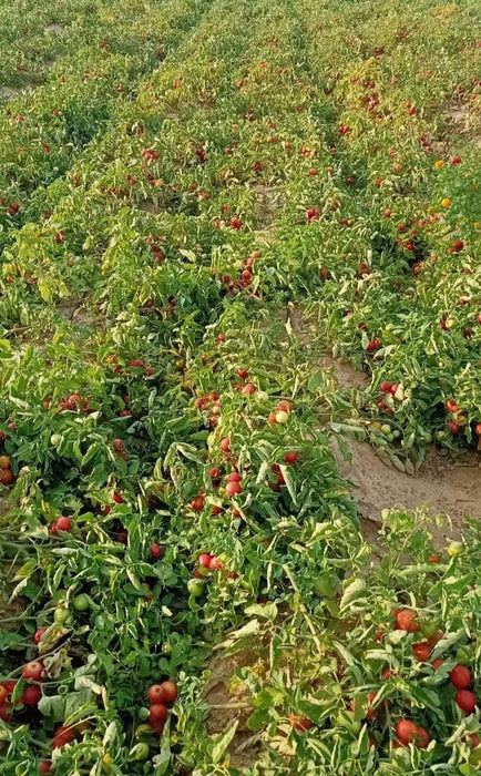 KYI-133 Hybrid F1 Heat Tolerant Tomato (Known You Seeds) - Farmers Stop