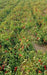 KYI-133 Hybrid F1 Heat Tolerant Tomato (Known You Seeds) - Farmers Stop