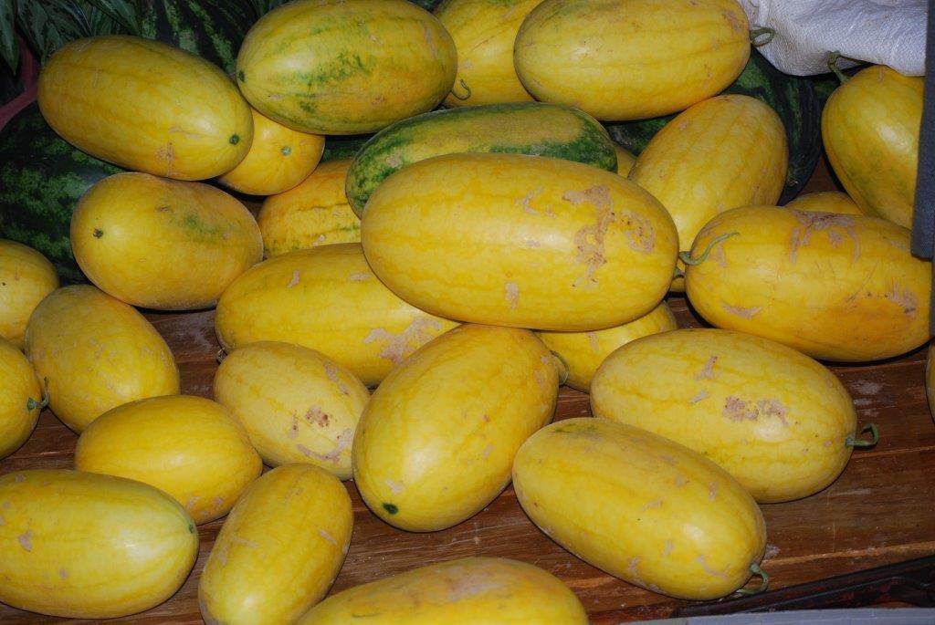 Golden Red -गोल्डन रेड Yellowish Red Flash F1 Hybrid Watermelon (Konico Seeds) - Farmers Stop