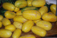 Golden Red -गोल्डन रेड  Yellowish Red Flash F1 Hybrid Watermelon (Konico Seeds) - Farmers Stop