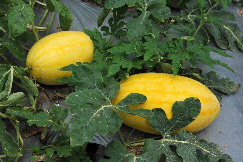 Golden Red -गोल्डन रेड Yellowish Red Flash F1 Hybrid Watermelon (Konico Seeds) - Farmers Stop