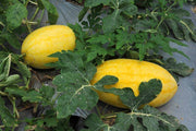 Golden Red -गोल्डन रेड Yellowish Red Flash F1 Hybrid Watermelon (Konico Seeds) - Farmers Stop