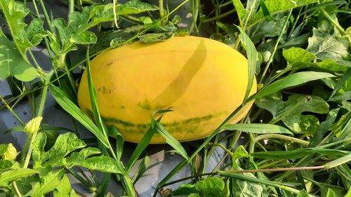 Yellowish Red Sweet F1 Hybrid Watermelon - Farmers Stop