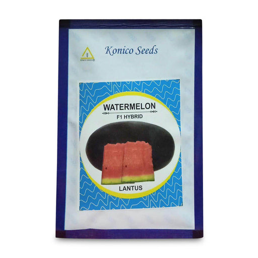 Lantus F1 Hybrid IceBox Watermelon - High-Yield, Disease-Tolerant Fruit Seed | Konico Seeds - Farmers Stop
