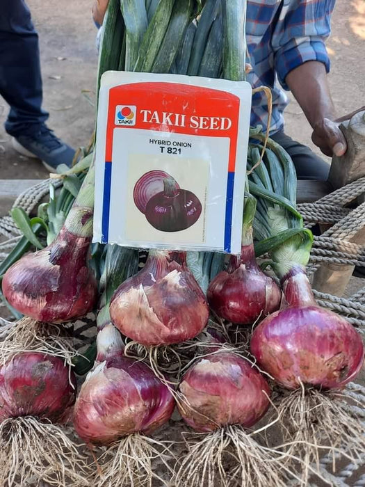 T-821 Hybrid Red Onion (Takii Seed) - Farmers Stop