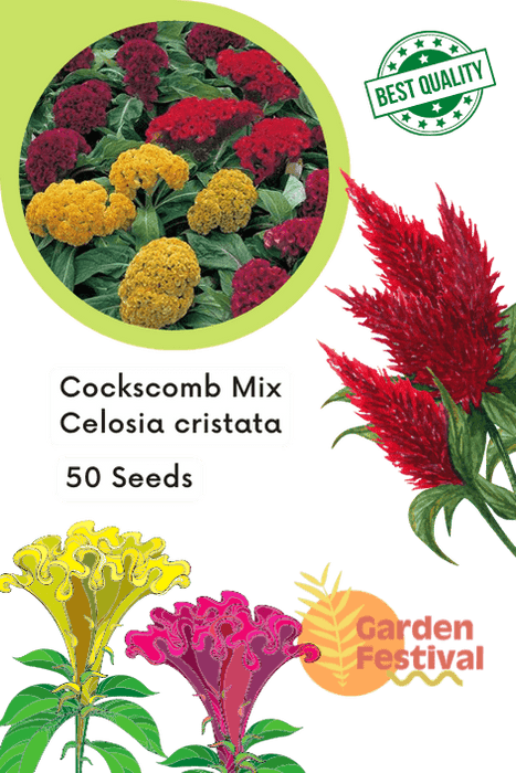 cockscomb mix celosia cristata (garden festival)