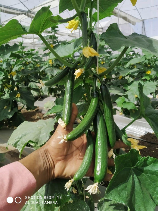 52-32 F1 Parthenocarpic Cucumber Seeds (Yuksel Seeds) - Farmers Stop