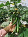 52-32 F1 Parthenocarpic Cucumber Seeds (Yuksel Seeds) - Farmers Stop