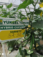 52-32 F1 Parthenocarpic Cucumber Seeds (Yuksel Seeds) - Farmers Stop