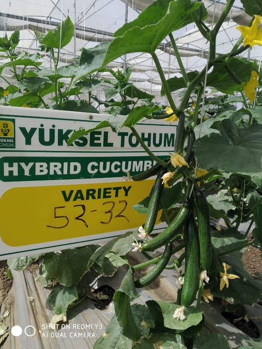 52-32 F1 Parthenocarpic Cucumber Seeds (Yuksel Seeds) - Farmers Stop