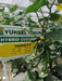 52-32 F1 Parthenocarpic Cucumber Seeds (Yuksel Seeds) - Farmers Stop