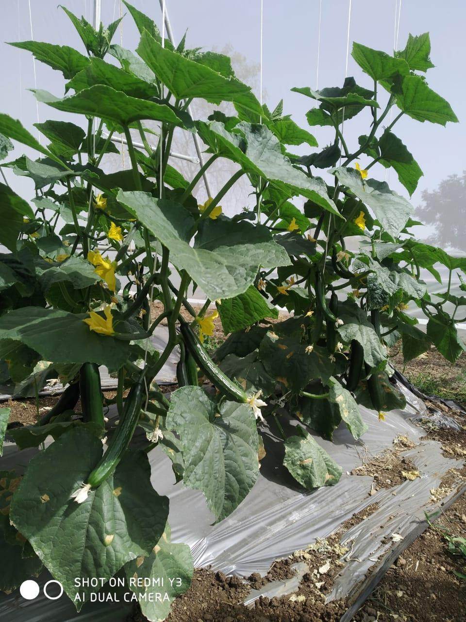 52-32 F1 Parthenocarpic Cucumber Seeds (Yuksel Seeds) - Farmers Stop