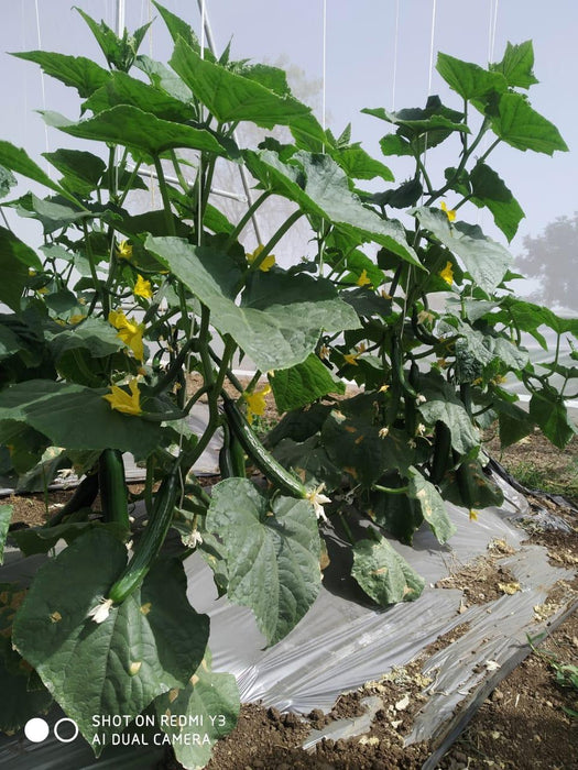 52-32 F1 Parthenocarpic Cucumber Seeds (Yuksel Seeds) - Farmers Stop