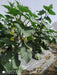 52-32 F1 Parthenocarpic Cucumber Seeds (Yuksel Seeds) - Farmers Stop