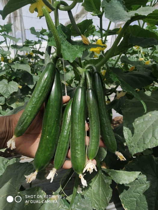 52-32 F1 Parthenocarpic Cucumber Seeds (Yuksel Seeds) - Farmers Stop