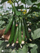 52-32 F1 Parthenocarpic Cucumber Seeds (Yuksel Seeds) - Farmers Stop