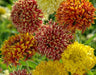 Gaillardia pulchella Double Sparkle Mix (AsiaPacific Seeds, New Zealand) - Farmers Stop
