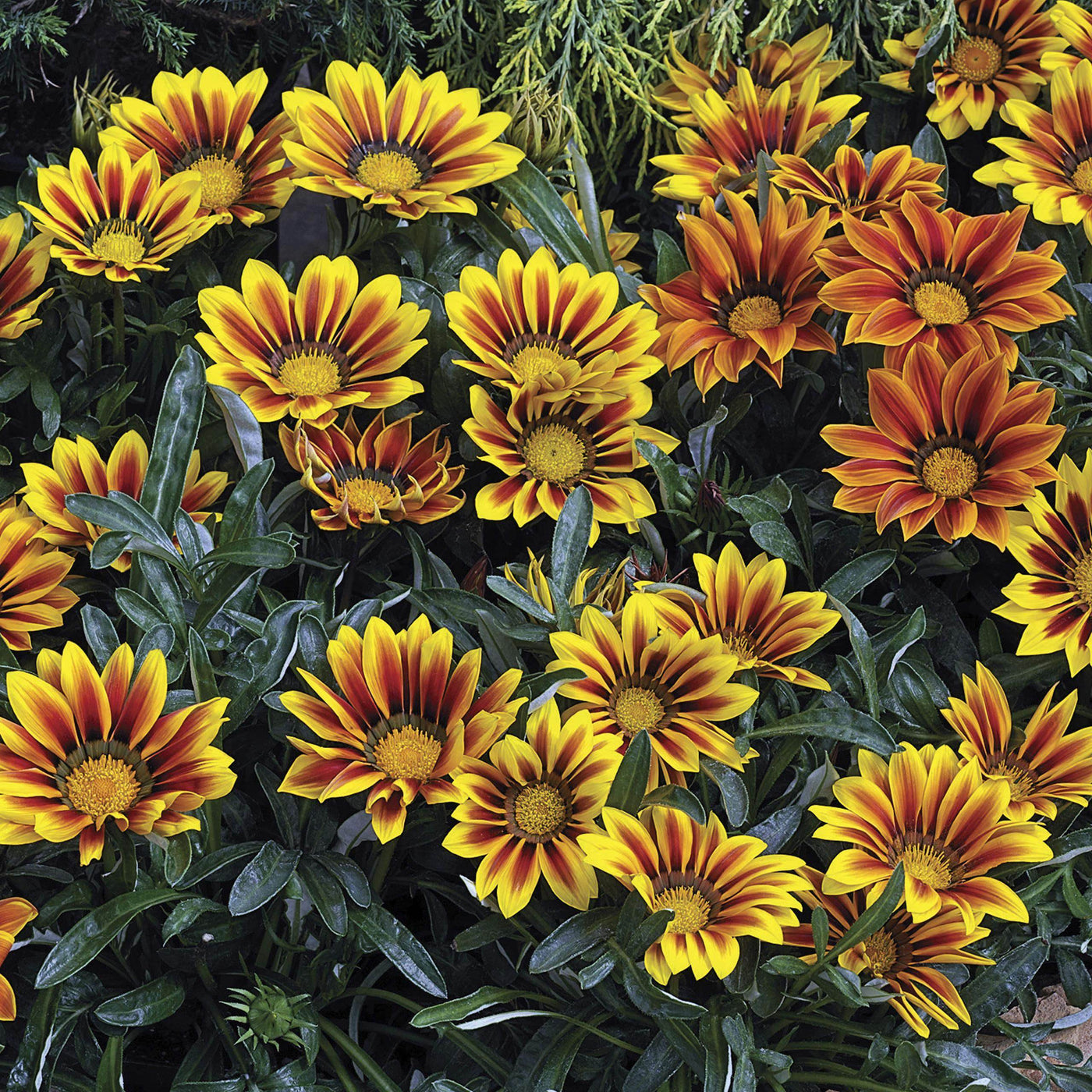 Frosty Kiss™ Gazania rigens Mix (Goldsmith/Syngenta Flowers) - Farmers Stop