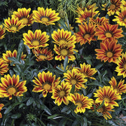 Frosty Kiss™ Gazania rigens Mix (Goldsmith/Syngenta Flowers) - Farmers Stop
