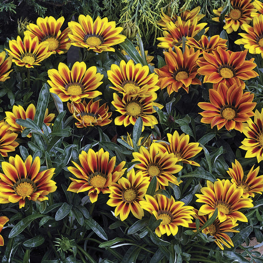 Frosty Kiss™ Gazania rigens Mix (Goldsmith/Syngenta Flowers) - Farmers Stop