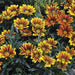 Frosty Kiss™ Gazania rigens Mix (Goldsmith/Syngenta Flowers) - Farmers Stop
