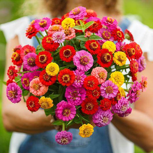 Zinnia Liliput Mix (AsiaPacific Seeds, New Zealand) - Farmers Stop