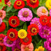 Zinnia Liliput Mix (AsiaPacific Seeds, New Zealand) - Farmers Stop