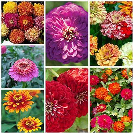 Combo of Summer Imported Flower Seeds (Garden Festival) - Farmers Stop