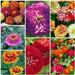 Combo of Summer Imported Flower Seeds (Garden Festival) - Farmers Stop