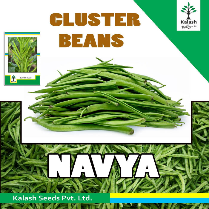 Navya Cluster Beans (Guar) (Kalash seeds) - Farmers Stop