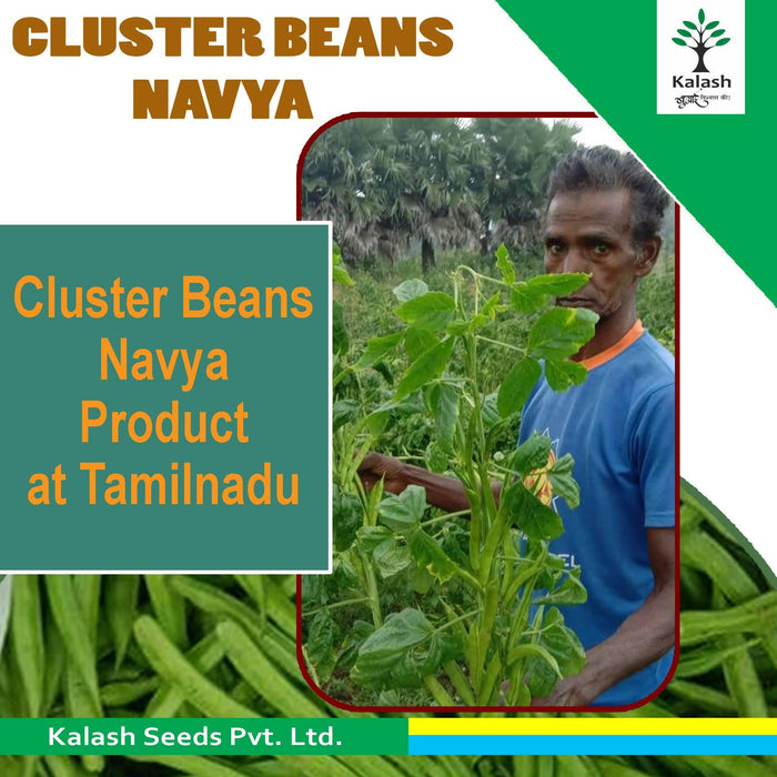 Navya Cluster Beans (Guar) (Kalash seeds) - Farmers Stop