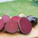 Red Sun F1 Hybrid Beetroot (United Genetics, USA) - Farmers Stop
