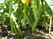 Arjun - Beans (United Genetics, USA) - Farmers Stop