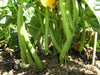 Arjun - Beans (United Genetics, USA) - Farmers Stop
