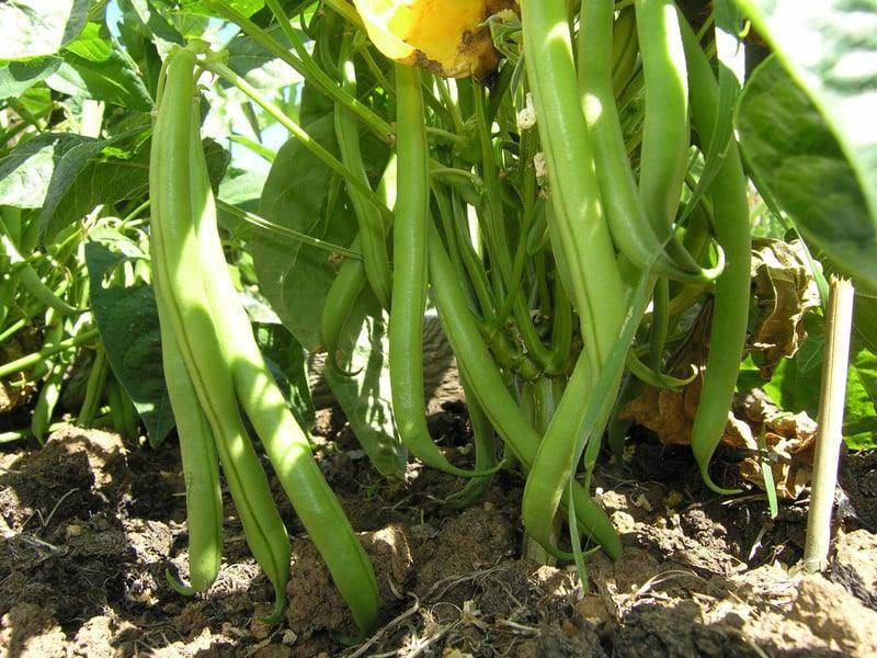 French Beans Super Quality (Garden Festival) - Farmers Stop