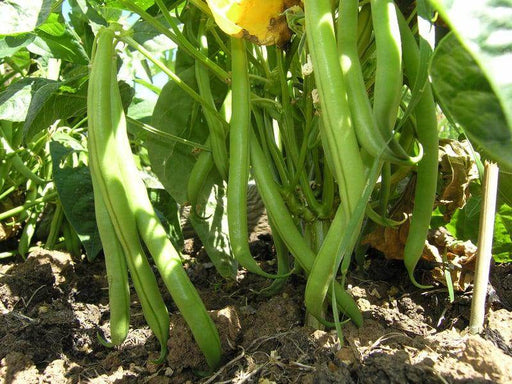 French Beans Super Quality  (Garden Festival) - Farmers Stop