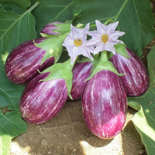 UGIE 8211 F1 Hybrid Brinjal (United Genetics, USA) - Farmers Stop