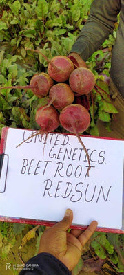 Red Sun F1 Hybrid Beetroot (United Genetics, USA) - Farmers Stop