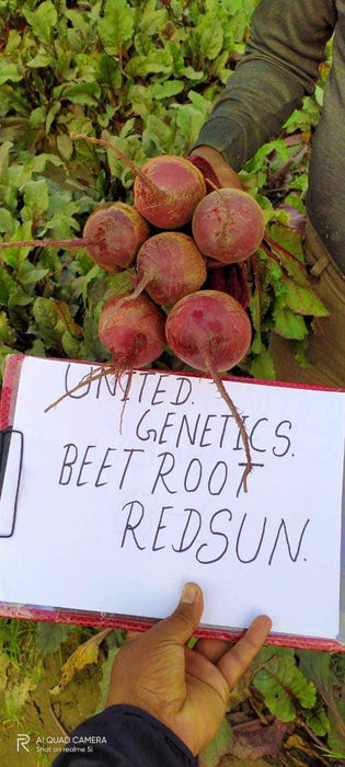 Red Sun F1 Hybrid Beetroot (United Genetics, USA) - Farmers Stop