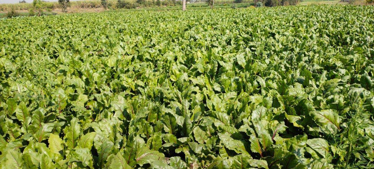 Red Sun F1 Hybrid Beetroot (United Genetics, USA) - Farmers Stop